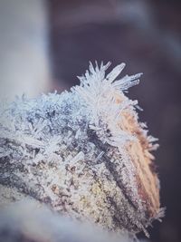 Close-up of frozen plant