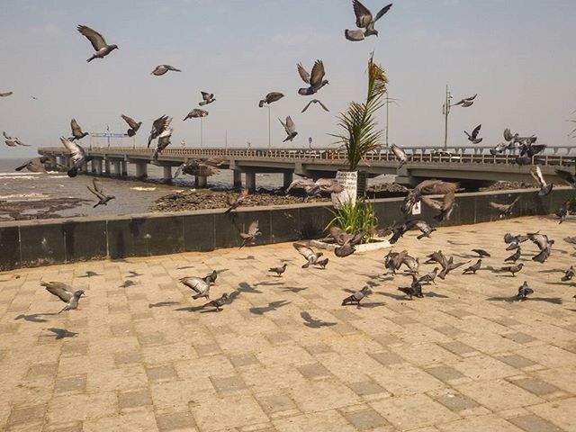 bird, animal themes, animals in the wild, wildlife, flying, flock of birds, seagull, built structure, architecture, medium group of animals, pigeon, spread wings, building exterior, sky, mid-air, water, outdoors, perching