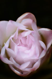 Close-up of fresh pink rose against black background