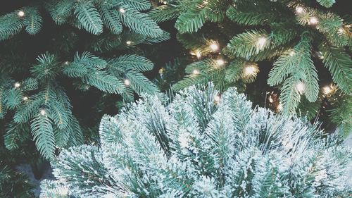 High angle view of pine tree during winter