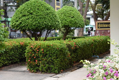 View of flowering plants in garden