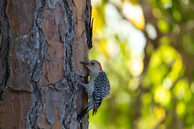 Close-up of bird perching on tree trunk