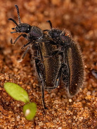 Close-up of insect