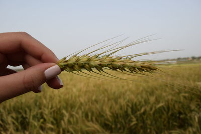 Close-up of hand holding wheat against sky