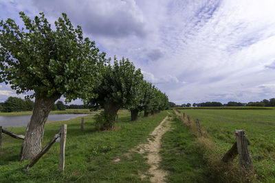 Trees on field against sky