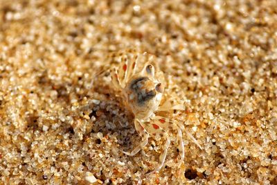 Close-up of lizard on beach