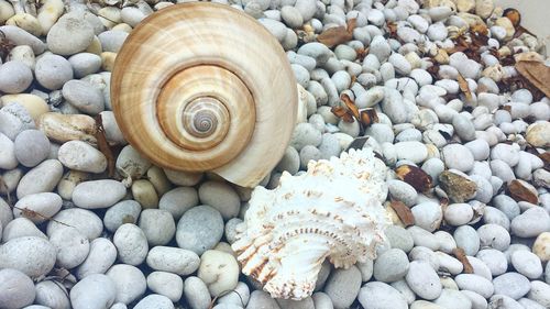 Shells on pebbles