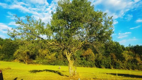 Trees growing on field
