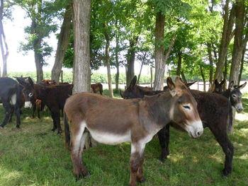 Sheep grazing on field