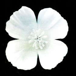 Close-up of white flower over black background