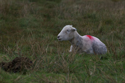 Side view of a lamb on field