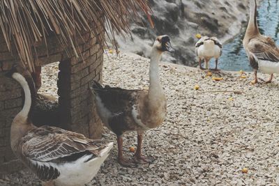 View of birds