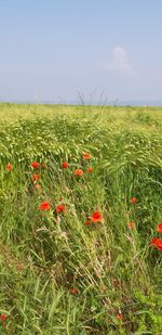 Scenic view of poppy field against sky