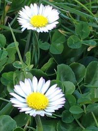 Close-up of yellow flower blooming outdoors