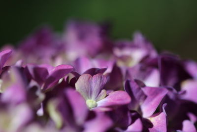 Close-up of purple flowering plants