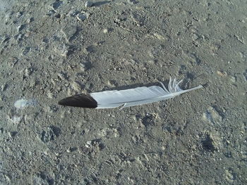 feather