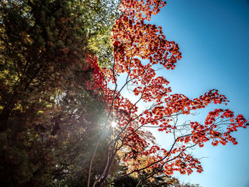 Low angle view of autumn tree against sky