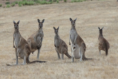 Western grey kangaroo, macropus fuliginosus,  photo was taken in western australia