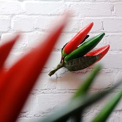 Close-up of red chili peppers on wall