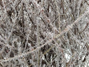 Full frame shot of frozen plants