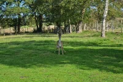 View of a horse on field