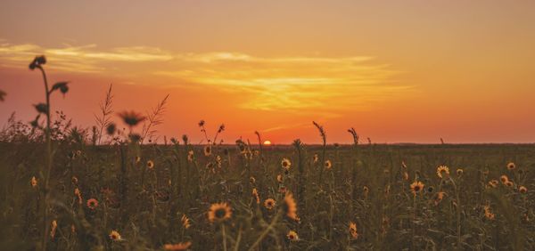 Close-up of silhouette plants on field against sky during sunset