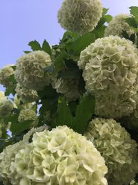 Close-up of white flowering plants