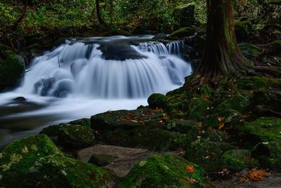 Scenic view of waterfall in forest