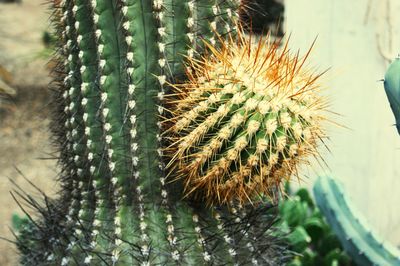 Close-up of cactus plant