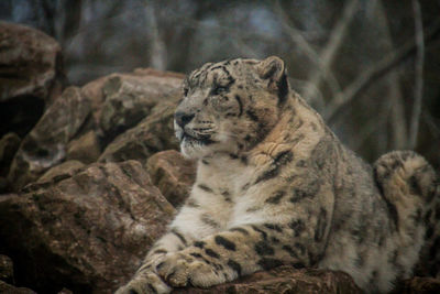 Close-up of a cat looking away