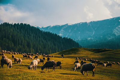Flock of sheep on grazing on meadow