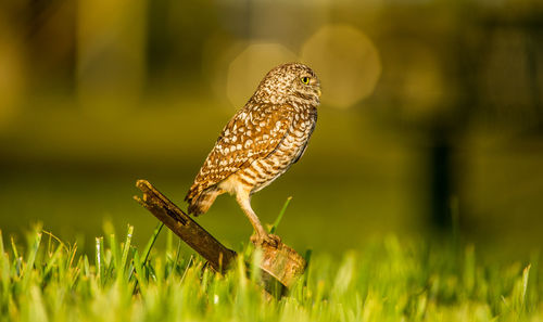 Close-up of a bird on a field