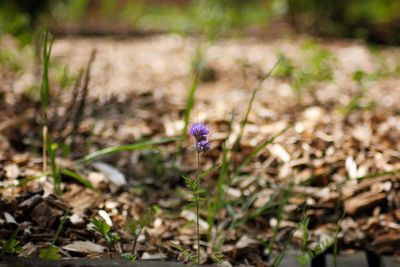 Close-up of flower on field