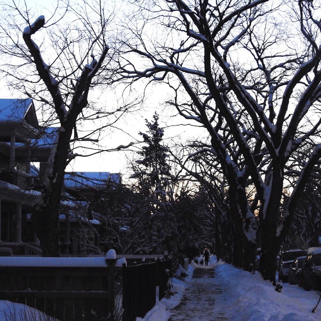 BARE TREES IN WINTER