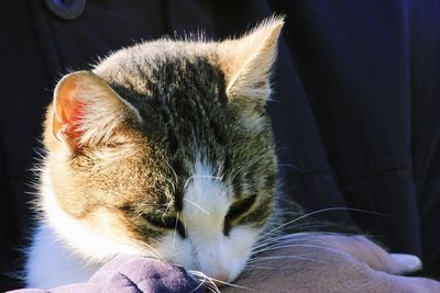 Close-up of cat sleeping at home
