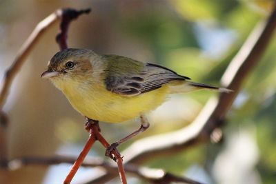 Close-up of bird perching outdoors