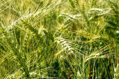 Close-up of crops growing on field