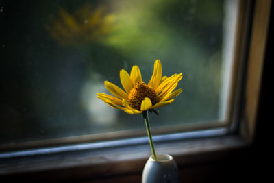 Close-up of daisy flower on window sill