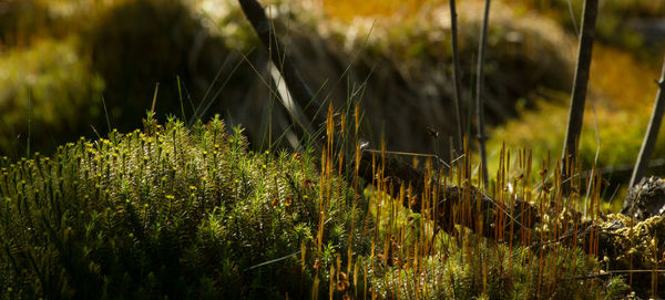 Close-up of plants growing on land