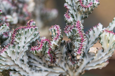 Close-up of purple flowering plant