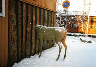 Horse on snow