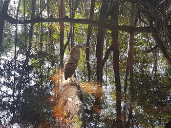 Lizard on tree against sky