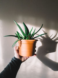 Cropped hand holding potted plant against wall