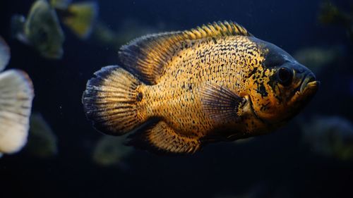 Close-up of fish swimming in sea