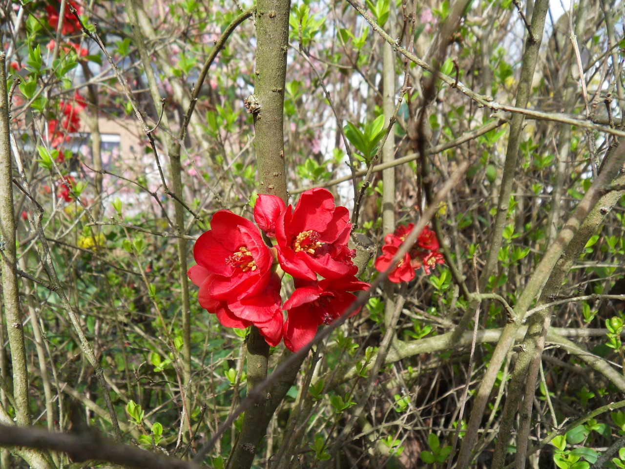 CLOSE-UP OF RED FLOWERING PLANTS ON FIELD