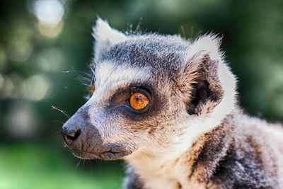 Close-up of an animal looking away