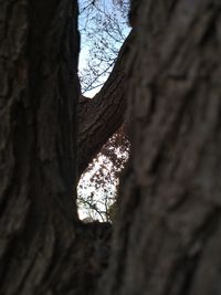 Low angle view of tree trunk against sky