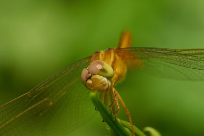 Close-up of insect on leaf