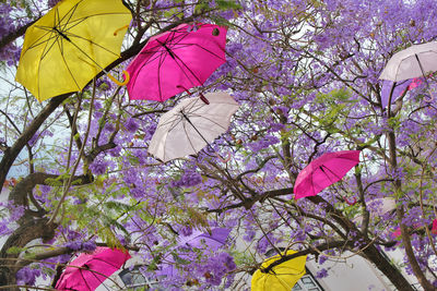 Low angle view of pink flower tree against sky