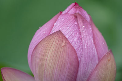 Close-up of raindrops on pink lotus water lily